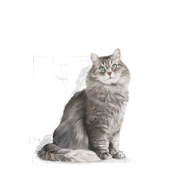 Royal Canin Sensible 33 Adult – Hrană Uscată pentru Pisici Adulte cu Digestie Sensibilă – 10 kg